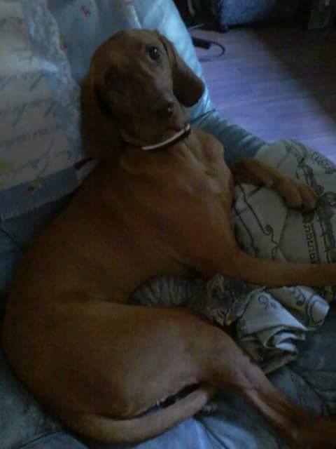 libor-kutya