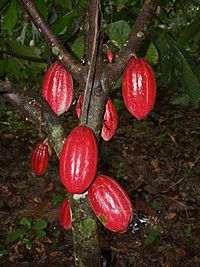 cacaofa